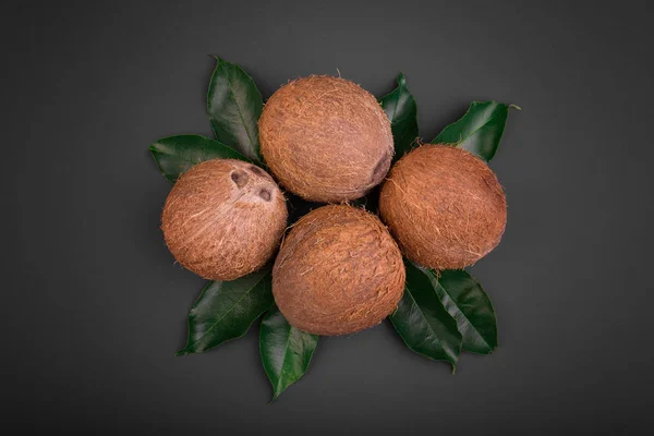 Uma composição de cocos sobre um fundo preto. Cocos castanhos inteiros em folhas frescas. Nozes havaianas de bom gosto para gourmets . — Fotografia de Stock