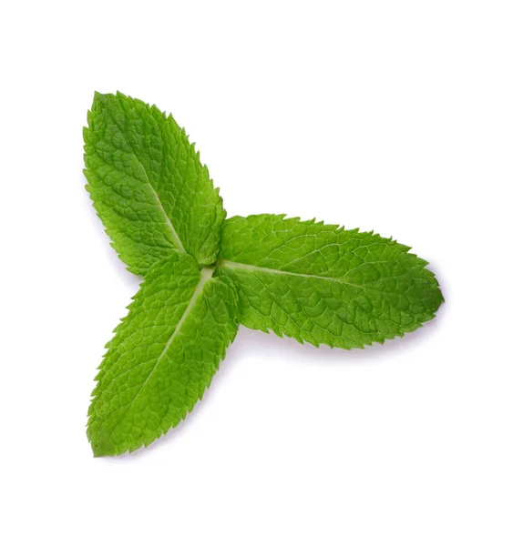 Twee groene bladeren van munt, geïsoleerd op een witte achtergrond. Rijp en helder groene blad van de munt. Medicinale mint. — Stockfoto