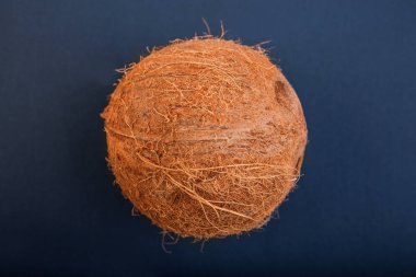 Koyu mavi arka plan bütün hawaiian bir Hindistan cevizi. Bir tek kahverengi Hindistan cevizi close-up. Hawaiian Hindistan cevizi. Yaz malzemeler. 