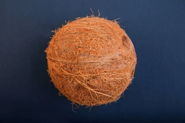 Koyu mavi arka plan bütün hawaiian bir Hindistan cevizi. Bir tek kahverengi Hindistan cevizi close-up. Hawaiian Hindistan cevizi. Yaz malzemeler. 