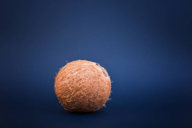 Tüm Hawaii Hindistan cevizi, koyu mavi arka plan, yakın çekim. Taze, bütün ve parlak kahverengi Hindistan cevizi. Sağlıklı hindistancevizi.