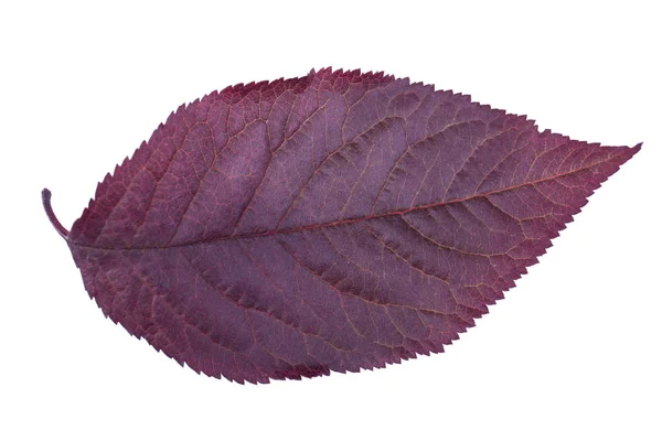 Purple plum leaf isolated on a white background. Red leaves of plum. Colorful foliage. Fresh autumn herbs. Streak texture. — Stock Photo, Image