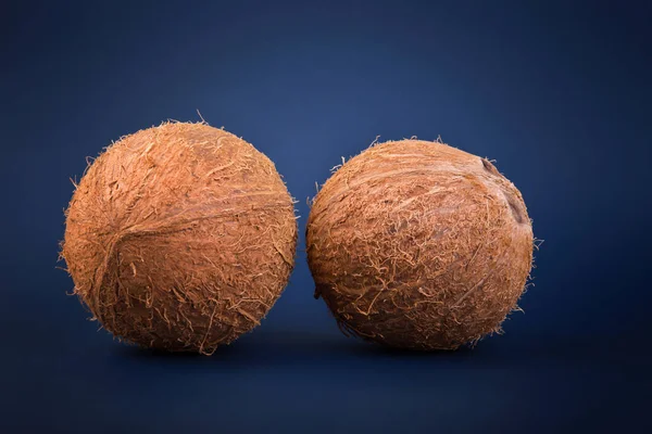 Coco de frutas exóticas cheio de nutrientes orgânicos. Cocos frescos e castanhos inteiros sobre um fundo azul escuro. Nozes tropicais e saudáveis . — Fotografia de Stock