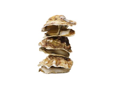 Ağaç kabukları ve beyaz arka plan üzerinde izole denizyıldızı kolaj. Doğal deniz mahsülleri birbirlerine.