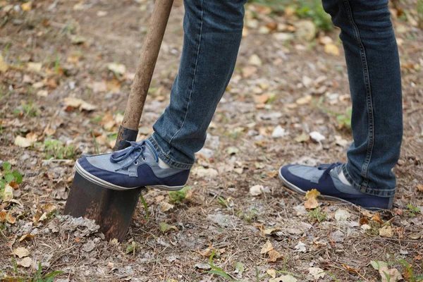 El hombre planta un árbol, un macho joven con una pala cava el suelo. Concepto de naturaleza, medio ambiente y ecología . — Foto de Stock