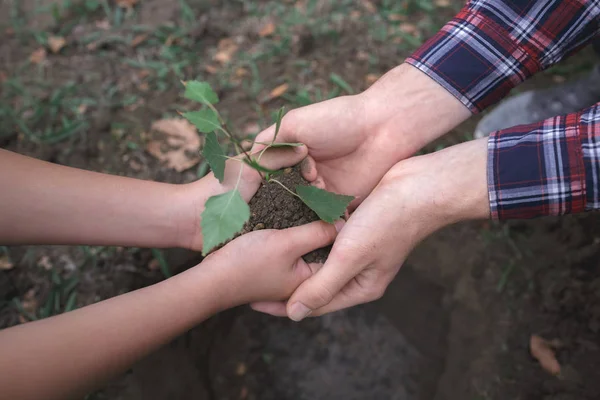 Хлопчик посадив молоде дерево в ґрунт. День Землі. Чоловічі руки тримають землю . — стокове фото