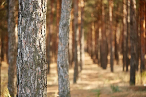 Sonbahar bir orman içinde büyük bir güzel kahverengi ağaç yakın çekim. Doğa kavramı.
