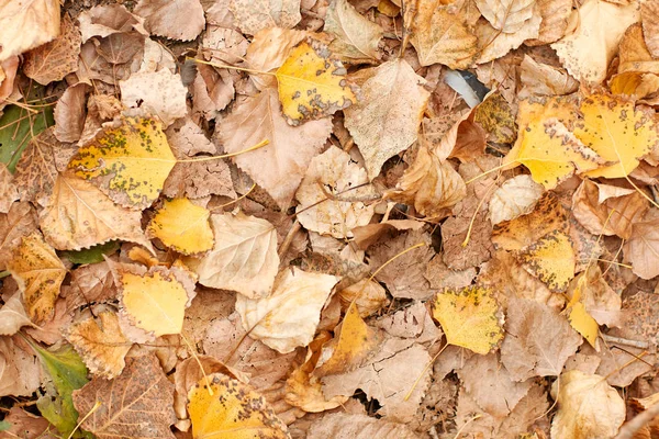 Parkta yakın çekim güzel sarı-kahverengi düşen sonbahar yaprakları.