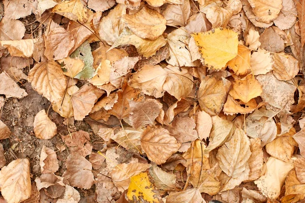 Parkta yakın çekim güzel sarı-kahverengi düşen sonbahar yaprakları.