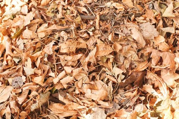 Parkta yakın çekim güzel sarı-kahverengi düşen sonbahar yaprakları.