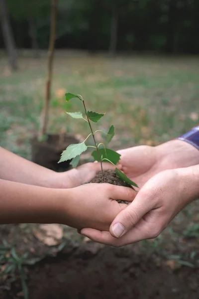 Närbild Mänskliga Händer Plantering Träd Marken — Stockfoto