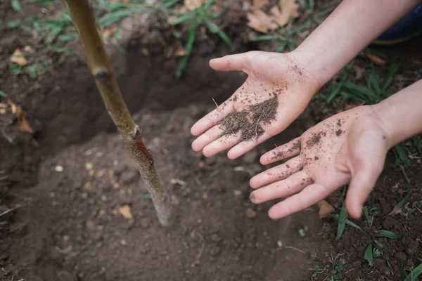Close Image Male Hands Planting Tree Soil — Stock Photo, Image