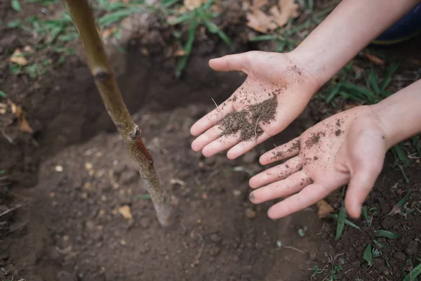 Imagem Close Mãos Masculinas Plantando Árvore Solo — Fotografia de Stock