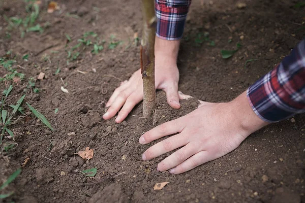 Imagem Close Mãos Masculinas Plantando Árvore Solo — Fotografia de Stock