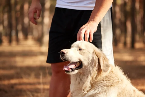Yakışıklı genç bir labrador ormandaki açık havada ile.