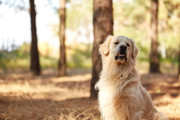 O cão é um labrador na floresta. Cão amigável . — Fotografia de Stock