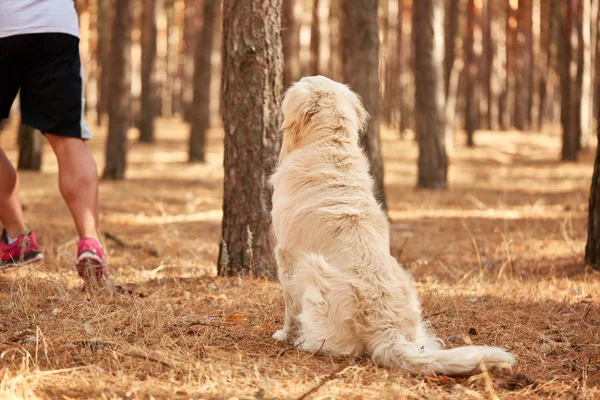 Yakışıklı genç bir labrador ormandaki açık havada ile.