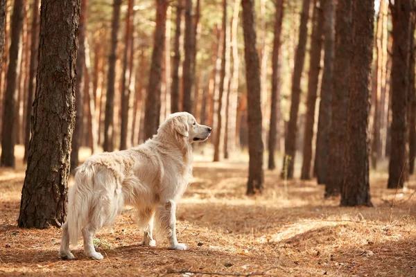 Ormandaki bir labrador köpektir. Dostu köpek. — Stok fotoğraf