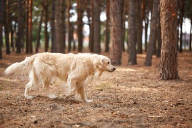 Orman Kapılarımızın yürüyüş yakın labrador köpek.