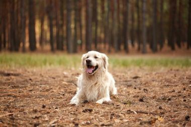 Mutlu köpek labrador retriver orman kum üzerinde yalan.