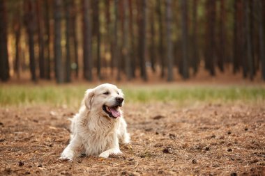 Mutlu köpek labrador retriver orman kum üzerinde yalan.