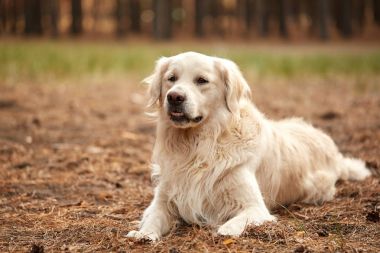 Mutlu köpek labrador retriver orman kum üzerinde yalan.