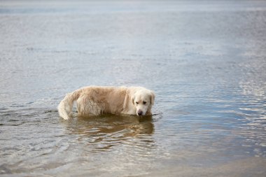 Mutlu labrador zevk sahibi ile sahilde oynarken. Evde beslenen hayvan kavramı.