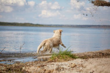 Mutlu labrador zevk sahibi ile sahilde oynarken.