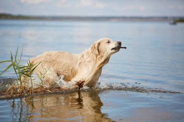 Mutlu labrador zevk sahibi ile sahilde oynarken.