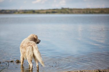 Mutlu labrador zevk sahibi ile sahilde oynarken.