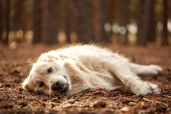 Happy dog labrador retriver lying on the forest sand. — Stock Photo, Image