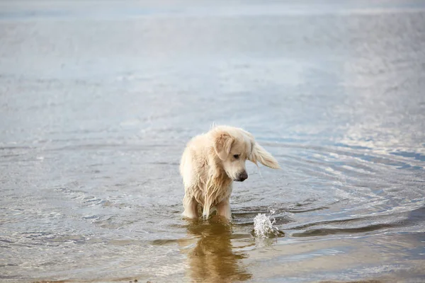 Glückliche Labrador genießen am Strand mit Besitzer spielen. Haustierkonzept. — Stockfoto