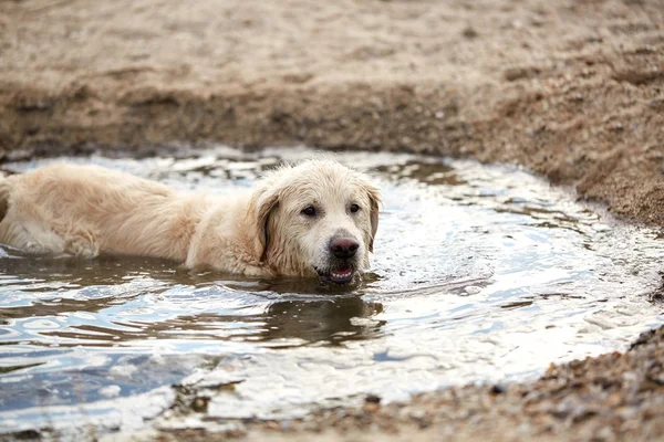 Mutlu labrador zevk sahibi ile sahilde oynarken.