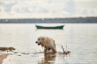 Güzel bir köpek sudan geliyor