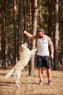 Yakışıklı genç bir labrador ormandaki açık havada ile.