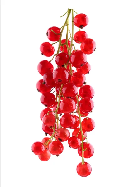 Fresca y saludable, grosella roja rústica aislada sobre un fondo blanco. Grosella roja. Bayas gourmet . —  Fotos de Stock
