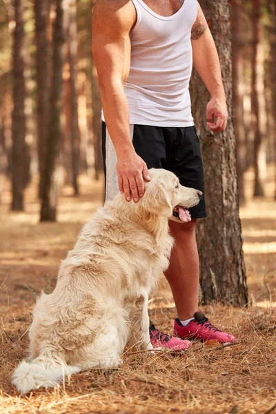 Yakışıklı genç bir labrador ormandaki açık havada ile.