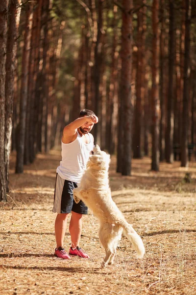 Ormanda açık yürüyen labrador köpek ile güçlü esmer adam.