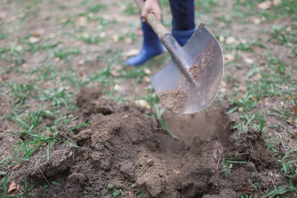 Man dig a shovel in the garden, agricultural work, preparing for the cultivation of vegetables, autumn yard work. Worker digs the black soil with shovel in the vegetable garden, man loosens dirt in the farmland, agriculture and tough work concept