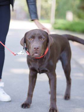 Kırmızı tasma yakın çekim sokakta köpek
