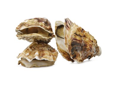 Birkaç deniz kabuklarını. Makro bakış deniz kabuklarını. Desen kabukları, cam boncuk ve deniz yıldızı. Beyaz izole. Üstten Görünüm büyük kabukları bir dizi. Egzotik deniz Gıda kompozisyonu.
