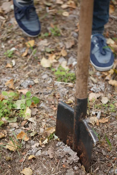 Close Male Legs Metal Shovel Dug Ground Young Naturalist Planting — Stock Photo, Image