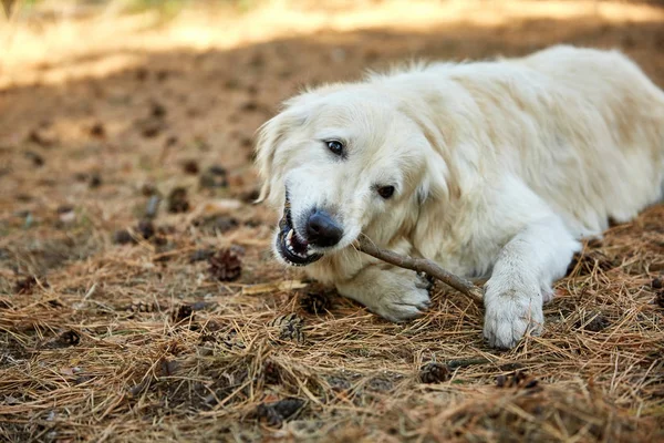 A dog lies on his stomach on a sunny day in the park — Stock Photo, Image