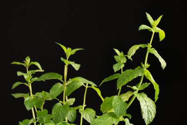 Taze nane twigs yakın çekim bir resim. Siyah bir arka plan güzel parlak yaprakları. Güzel kokulu nane sağlıklı çay ve lezzetli yaz içecekler için. Aromatik doğal bitki. Kopya alanı.