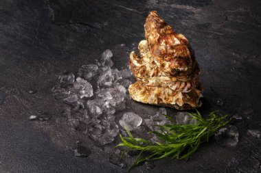 Siyah tablo arka plan üzerinde üstten görünüm egzotik istiridye ve bir kompozisyon. Taze deniz yumuşakçalar ve ezilmiş buz küpleri ve tarhun otlar. Pahalı ve tropikal delicasy yiyecek. Kopya alanı.