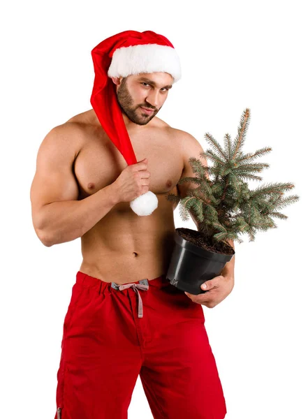 Portrait of a macho man in Santa costume with a small Christmas tree. — Stock Photo, Image