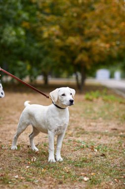 Güzel beyaz köpek parkta eğleniyor. Evde beslenen hayvan kavramı.