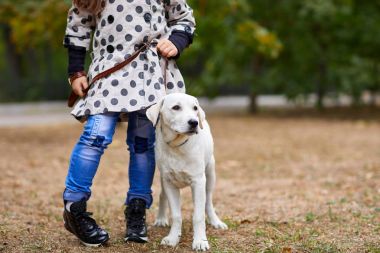 Açık havada sahibi ile oynayan bir yakın köpek. Hayvan kavramı.