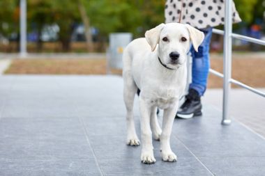 Sokakta bir sevimli köpek labrador ayakta. Evde beslenen hayvan kavramı.