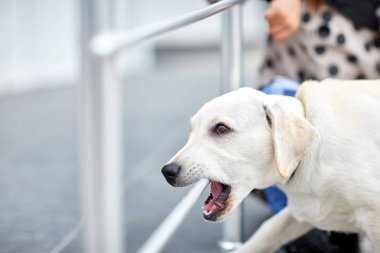 Sevimli bir sokakta yürürken labrador köpek. Evde beslenen hayvan kavramı.